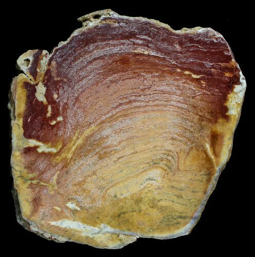 Polished Noondine Chert (Stromatolite) Slab - Billion Years #62764